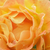 Oranžna - Pokrovne vrtnice - Bessy